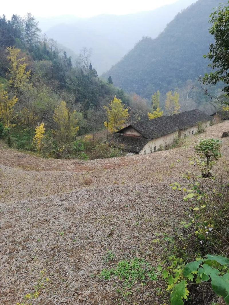 山里的土蜂蜜一年只割一次，上百种花酿制而成，产地直发可视
