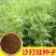 沙打旺种子多年生牧草四季绿肥防沙固土护坡耐寒耐旱盐碱草籽