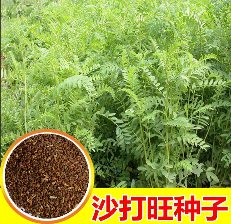 沙打旺种子多年生牧草四季绿肥防沙固土护坡耐寒耐旱盐碱草籽