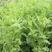 沙打旺种子多年生牧草四季绿肥防沙固土护坡耐寒耐旱盐碱草籽