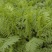 沙打旺种子多年生牧草四季绿肥防沙固土护坡耐寒耐旱盐碱草籽