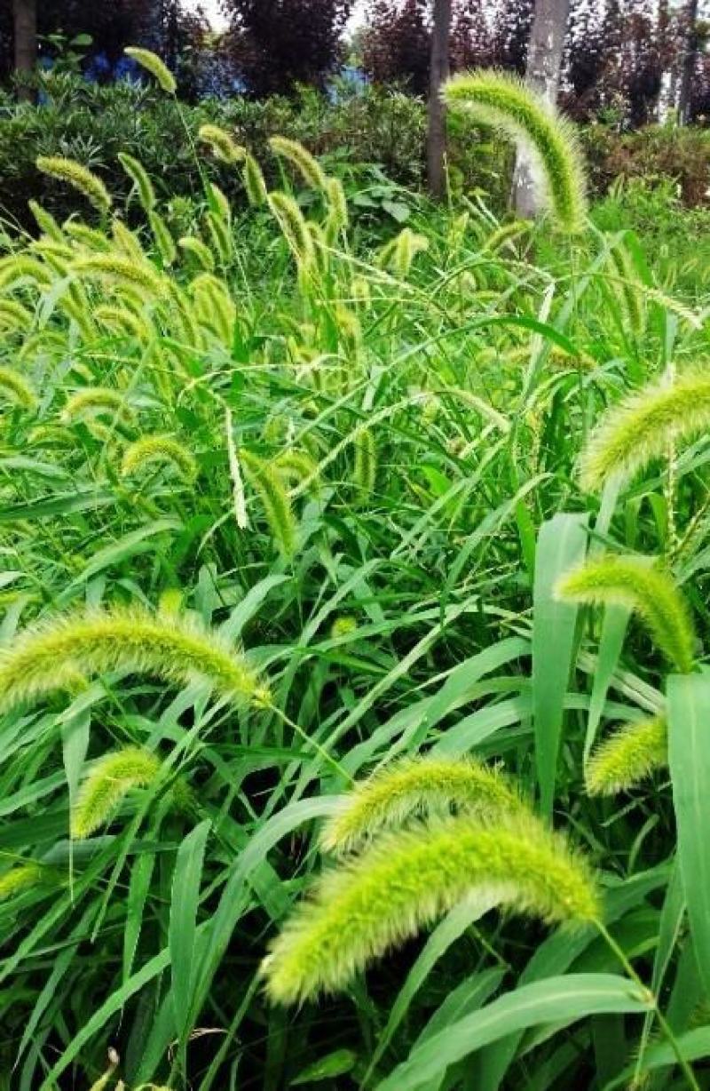 狗尾草种子旱地常见牧草杂草观赏型护坡狗尾巴草种子芮草种子