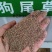 狗尾草种子旱地常见牧草杂草观赏型护坡狗尾巴草种子芮草种子