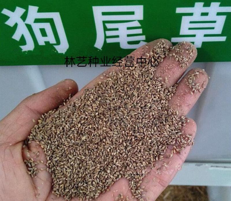 狗尾草种子旱地常见牧草杂草观赏型护坡狗尾巴草种子芮草种子