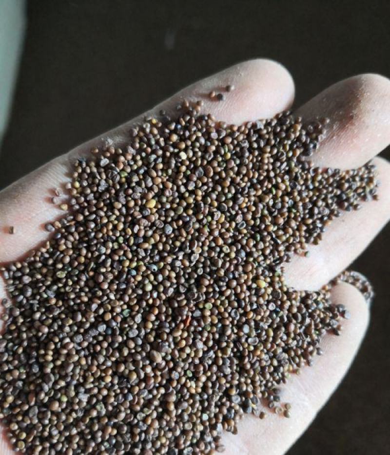 百脉根种子多年生牧草蜜源植物耐践踏耐旱耐盐碱耐酸微草再生