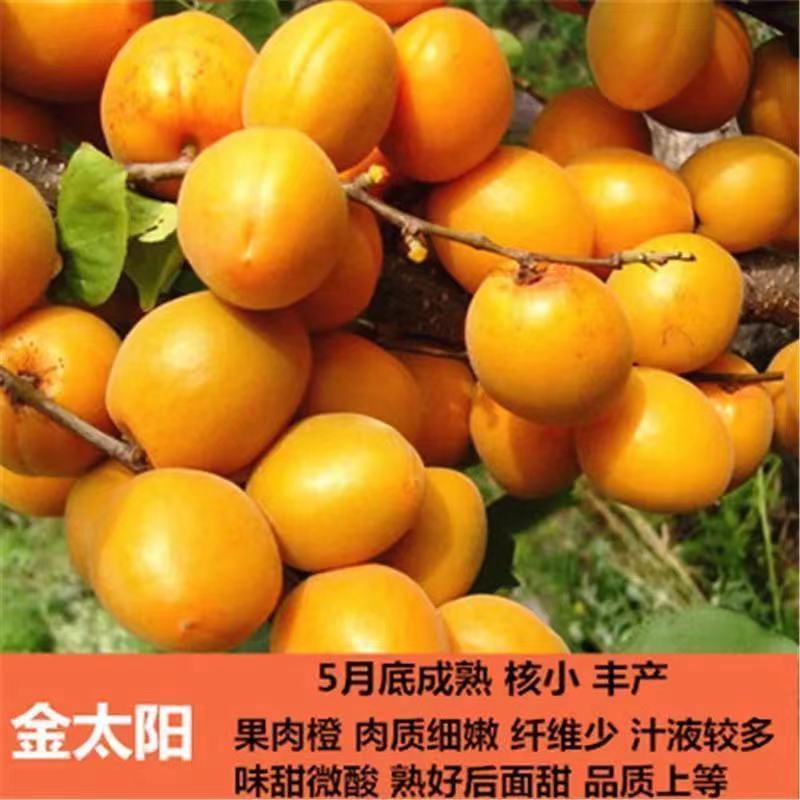 【聚划算】杏树苗新品种凯特巨蜜王金太阳品种纯正包品种成活