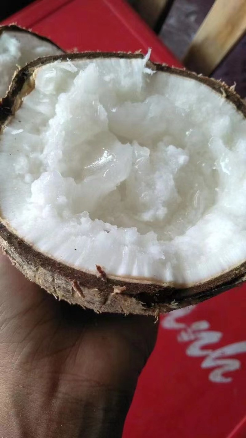糯米椰子粘稠拉丝椰子中的爱马仕泰国糯米椰子新鲜四季热带水