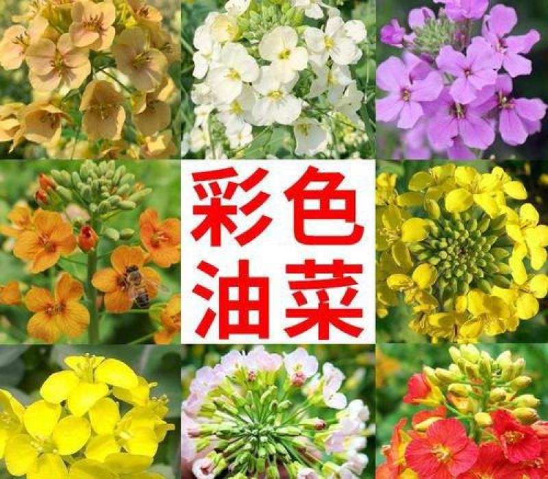 五彩油菜花种子花海景观绿化观赏大花彩色油菜花油菜籽