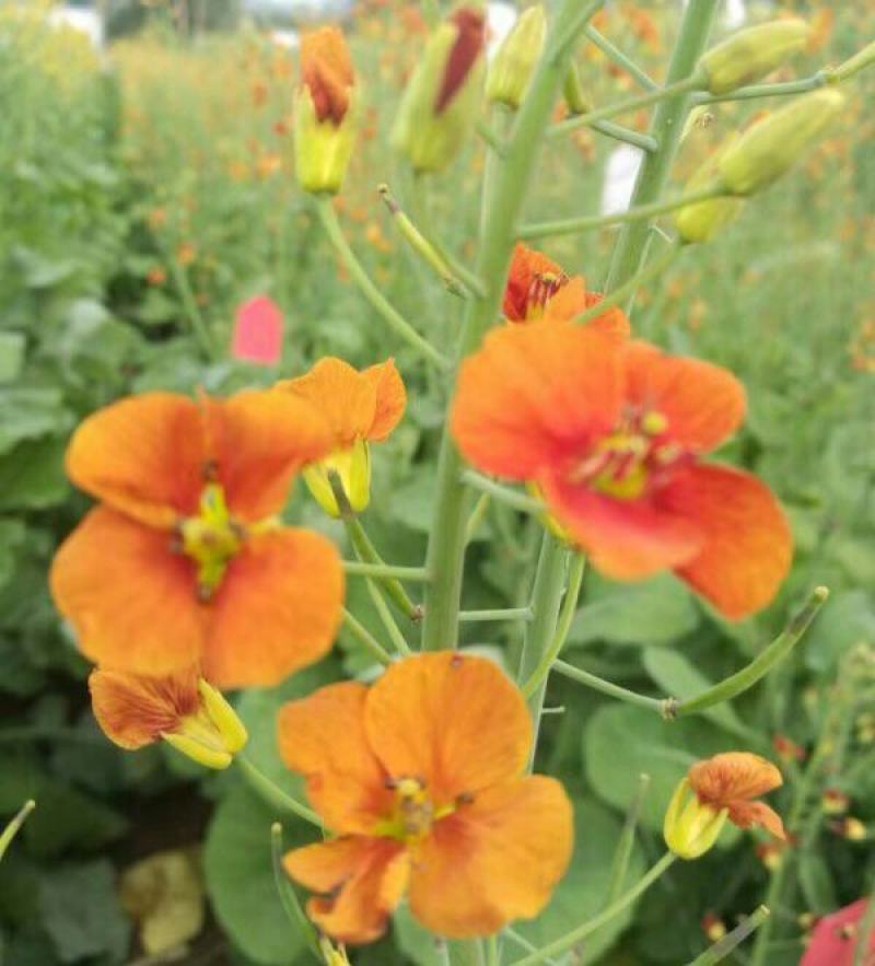五彩油菜花种子花海景观绿化观赏大花彩色油菜花油菜籽