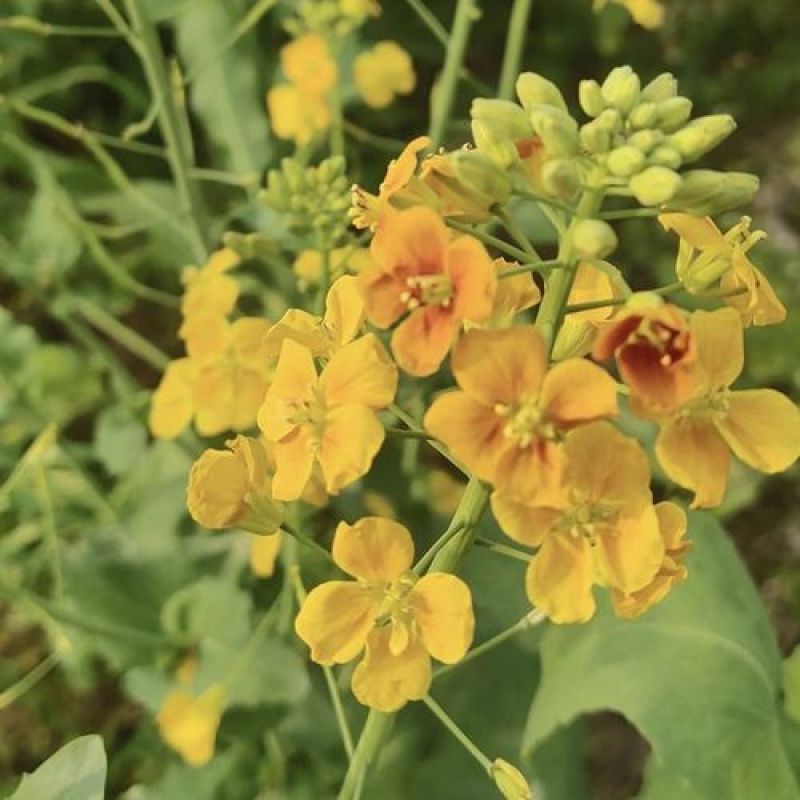 五彩油菜花种子花海景观绿化观赏大花彩色油菜花油菜籽