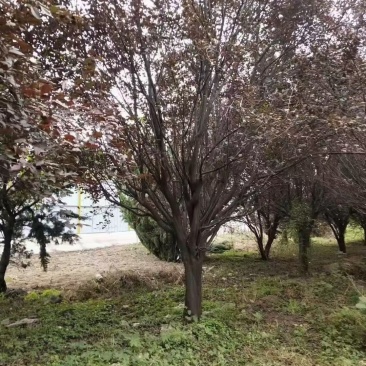 紫叶李