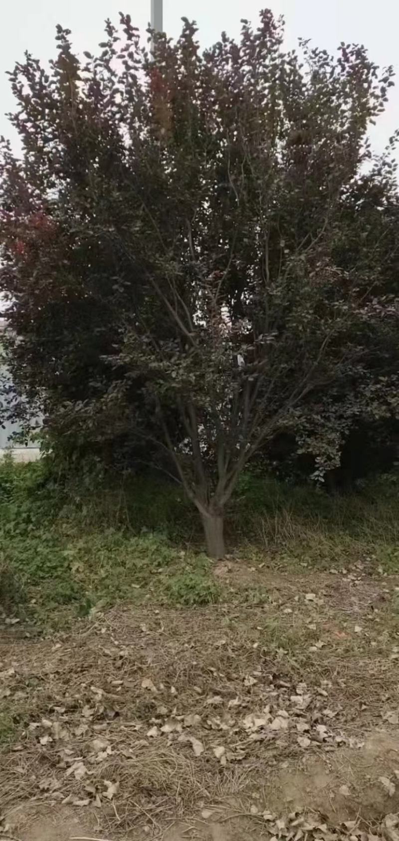 紫叶李