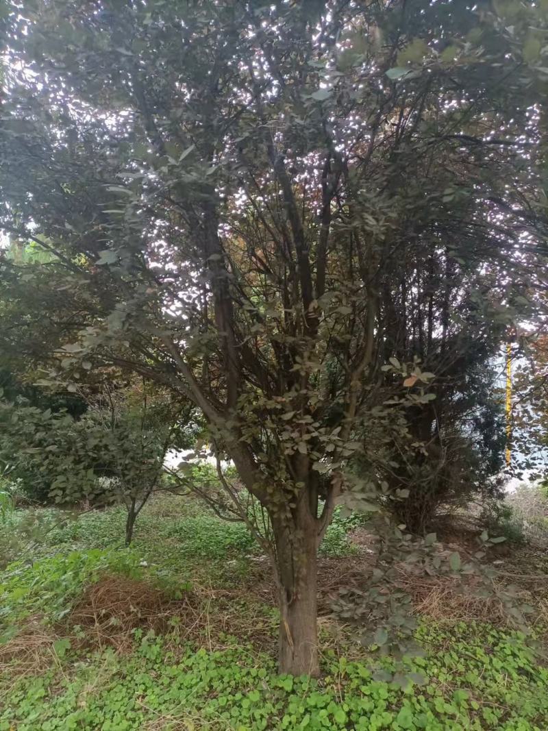 紫叶李