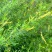 草木樨种子草木犀蜜源植物黄花草牧草型绿肥耐寒耐贫瘠草籽