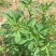 草木樨种子草木犀蜜源植物黄花草牧草型绿肥耐寒耐贫瘠草籽