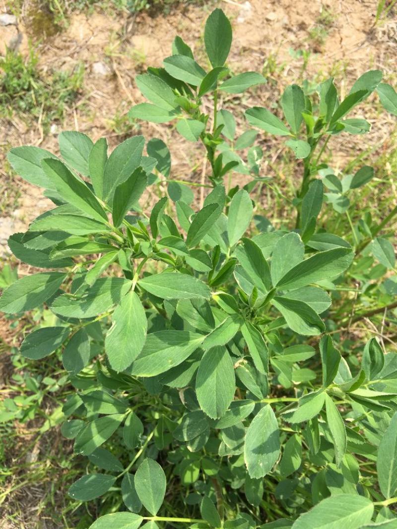 草木樨种子草木犀蜜源植物黄花草牧草型绿肥耐寒耐贫瘠草籽