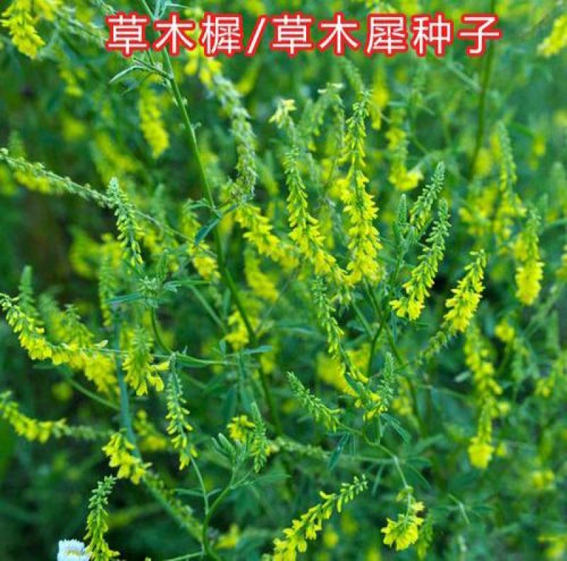草木樨种子草木犀蜜源植物黄花草牧草型绿肥耐寒耐贫瘠草籽