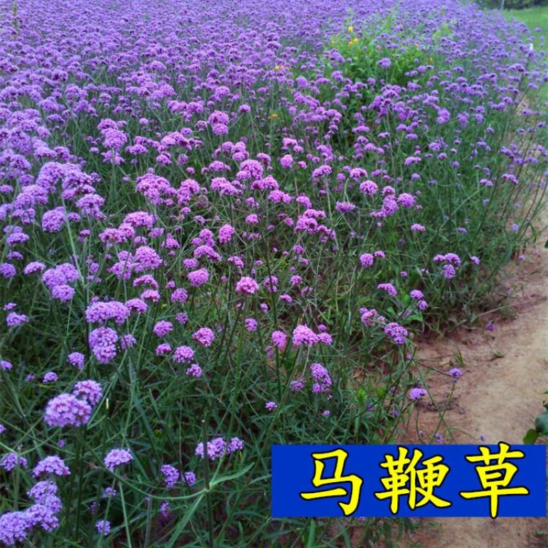 柳叶马鞭草种子多年生宿根花卉种子景观绿化花海婚纱摄影观花