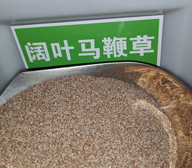 柳叶马鞭草种子多年生宿根花卉种子景观绿化花海婚纱摄影观花