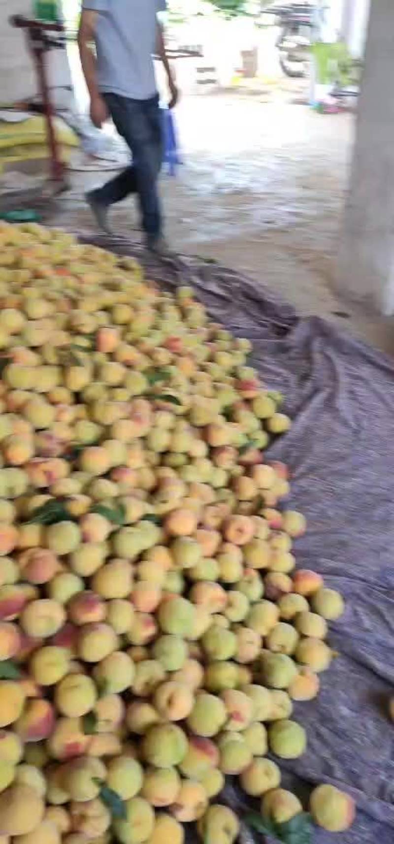 黄金冠83黄桃苗砀山本地苗，包品种，签合同