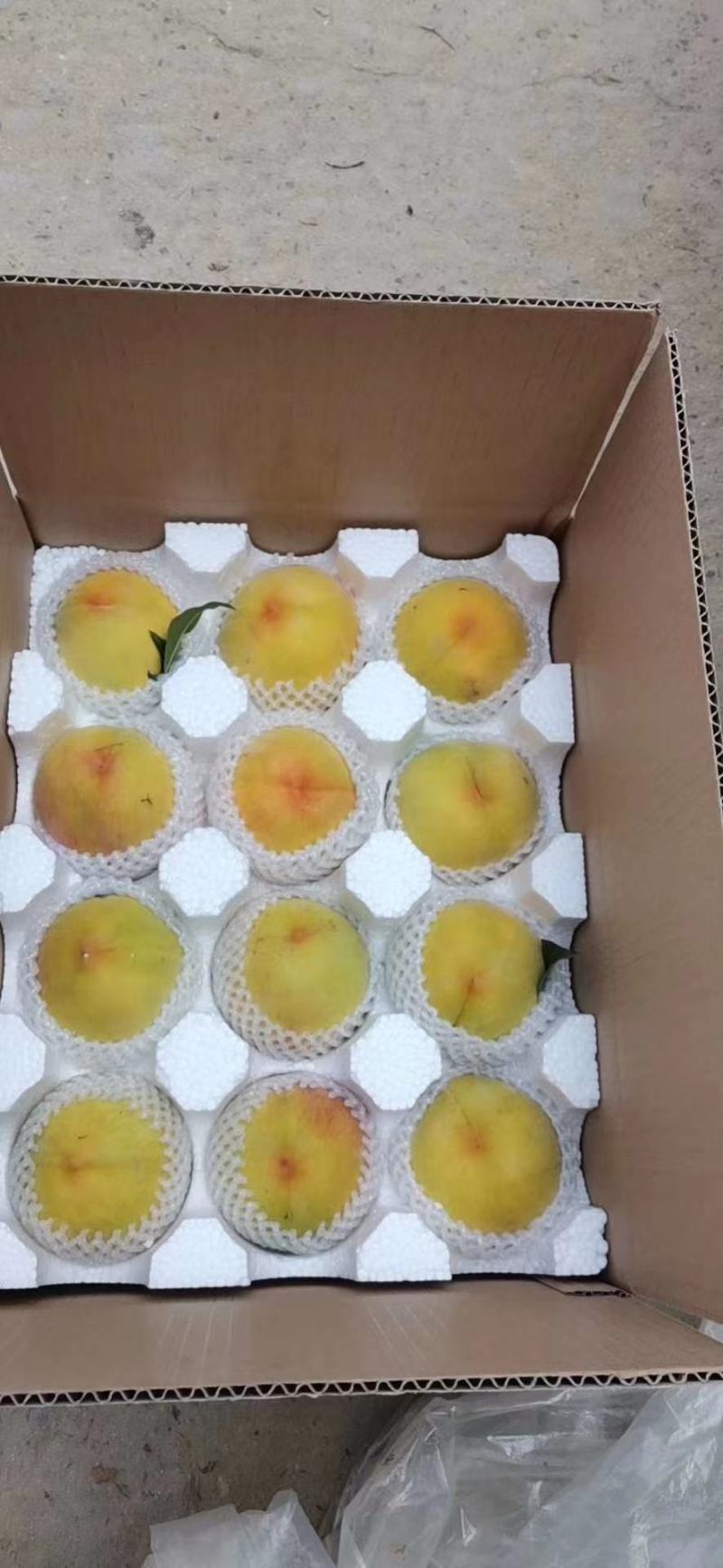 黄金冠83黄桃苗砀山本地苗，包品种，签合同