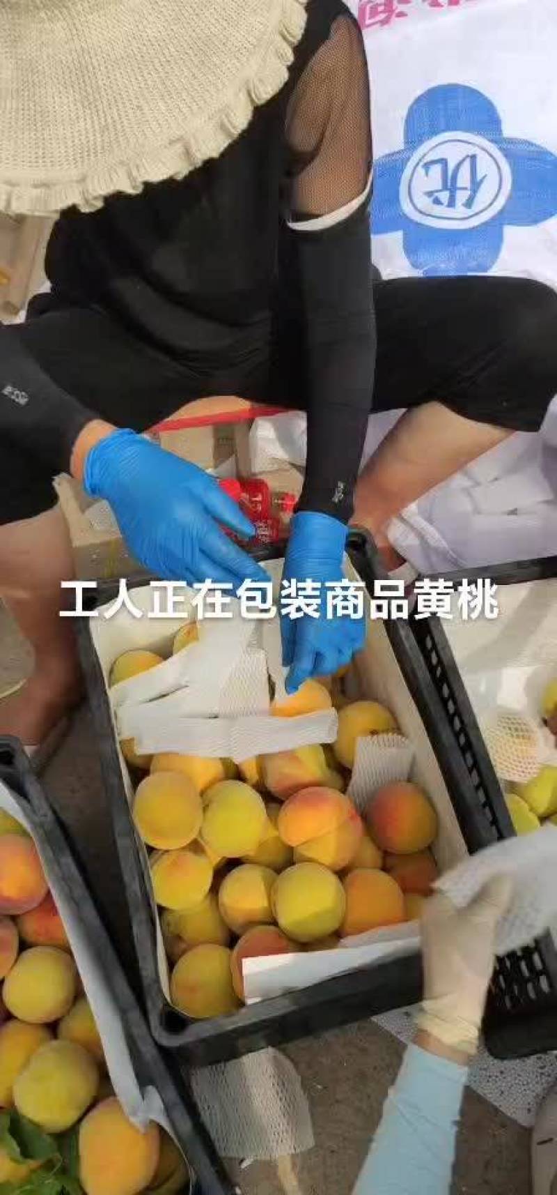 黄金冠83黄桃苗砀山本地苗，包品种，签合同