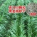 进口牧草种子多年生黑麦草种子四季播耐寒高产猪牛羊兔鸡鹅鱼