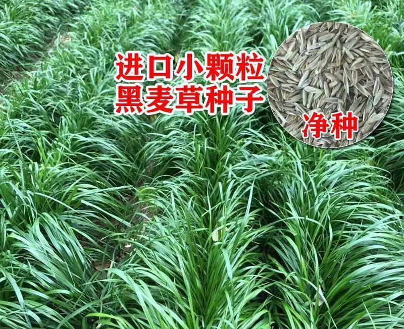 进口牧草种子多年生黑麦草种子四季播耐寒高产猪牛羊兔鸡鹅鱼