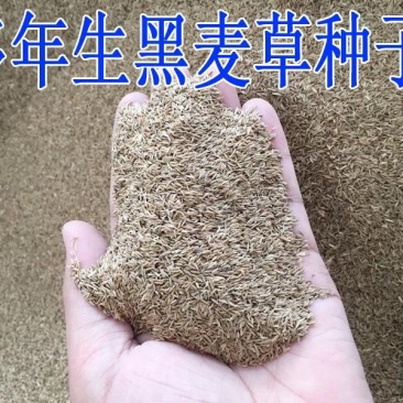 进口牧草种子多年生黑麦草种子四季播耐寒高产猪牛羊兔鸡鹅鱼
