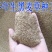 进口牧草种子多年生黑麦草种子四季播耐寒高产猪牛羊兔鸡鹅鱼