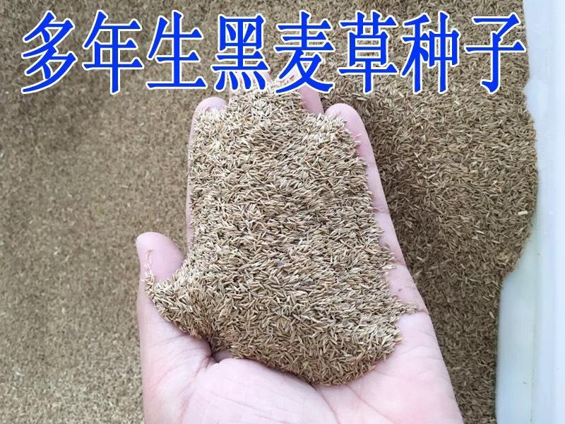 进口牧草种子多年生黑麦草种子四季播耐寒高产猪牛羊兔鸡鹅鱼