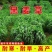 进口牧草种子多年生黑麦草种子四季播耐寒高产猪牛羊兔鸡鹅鱼