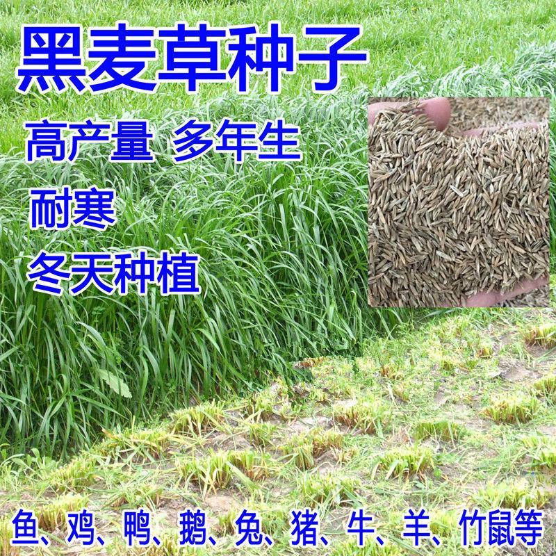 进口牧草种子多年生黑麦草种子四季播耐寒高产猪牛羊兔鸡鹅鱼