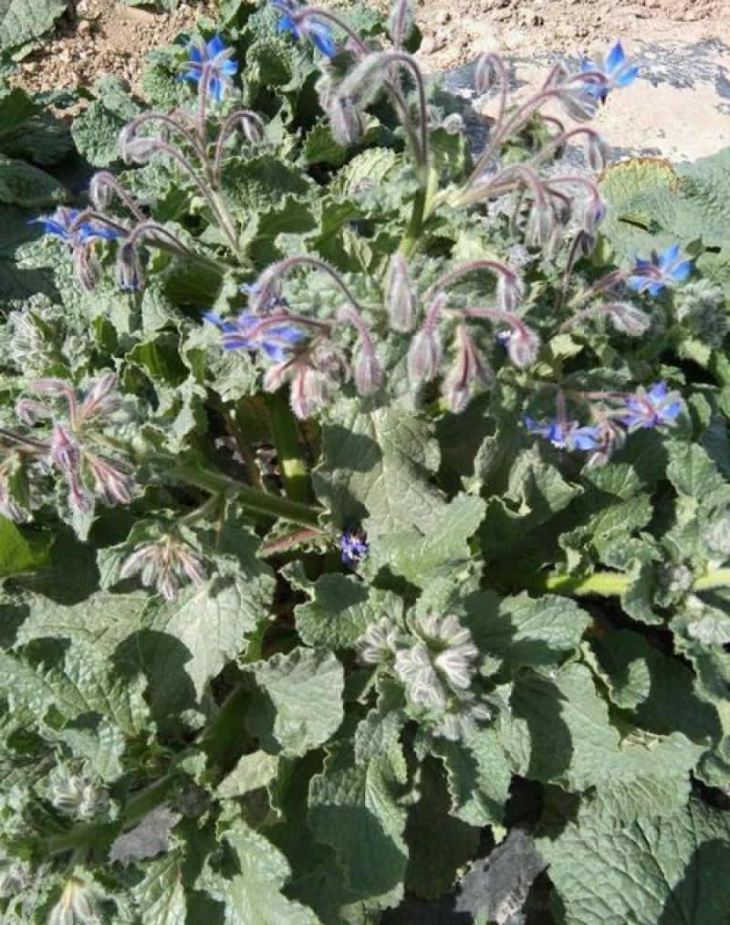 玻璃苣种子琉璃苣芳香花草室内庭院绿化香草种子四季播花种子