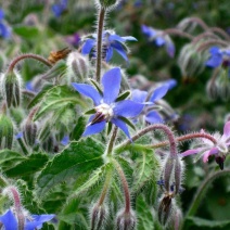 玻璃苣种子琉璃苣芳香花草室内庭院绿化香草种子四季播花种子