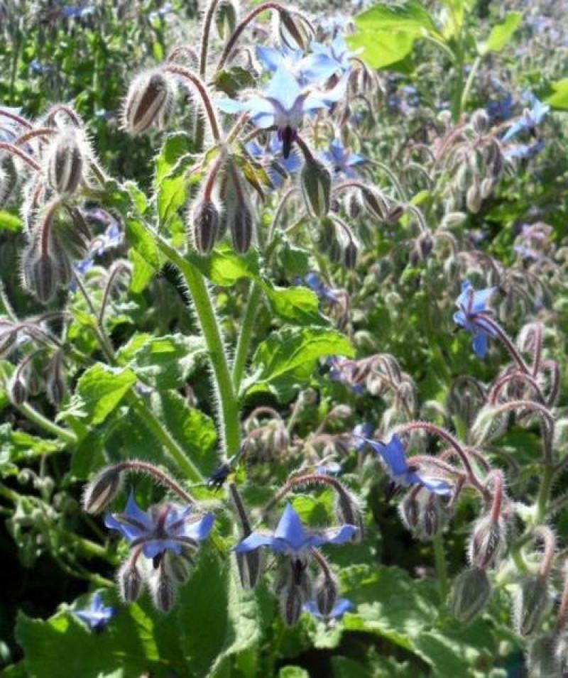 玻璃苣种子琉璃苣芳香花草室内庭院绿化香草种子四季播花种子
