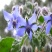 玻璃苣种子琉璃苣芳香花草室内庭院绿化香草种子四季播花种子