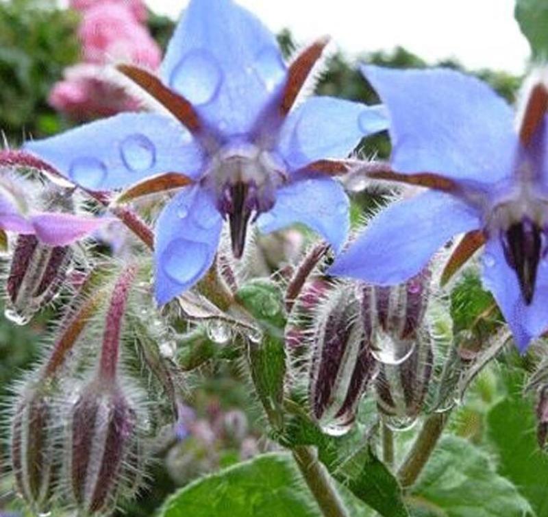玻璃苣种子琉璃苣芳香花草室内庭院绿化香草种子四季播花种子