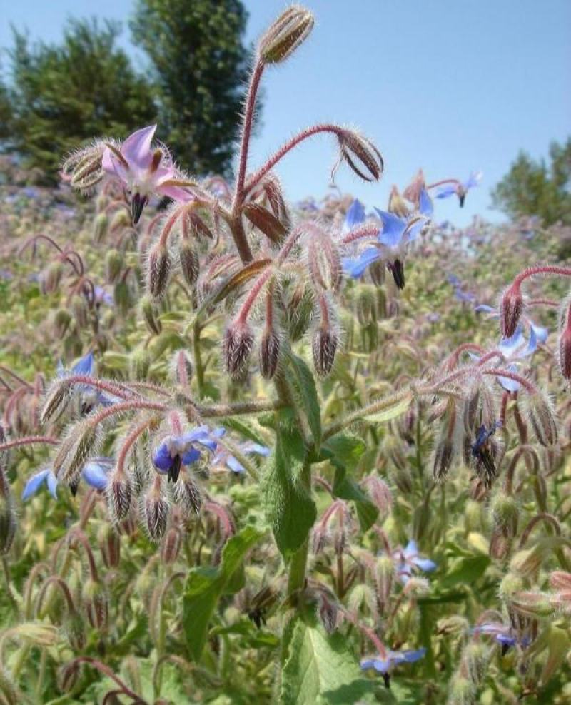 玻璃苣种子琉璃苣芳香花草室内庭院绿化香草种子四季播花种子