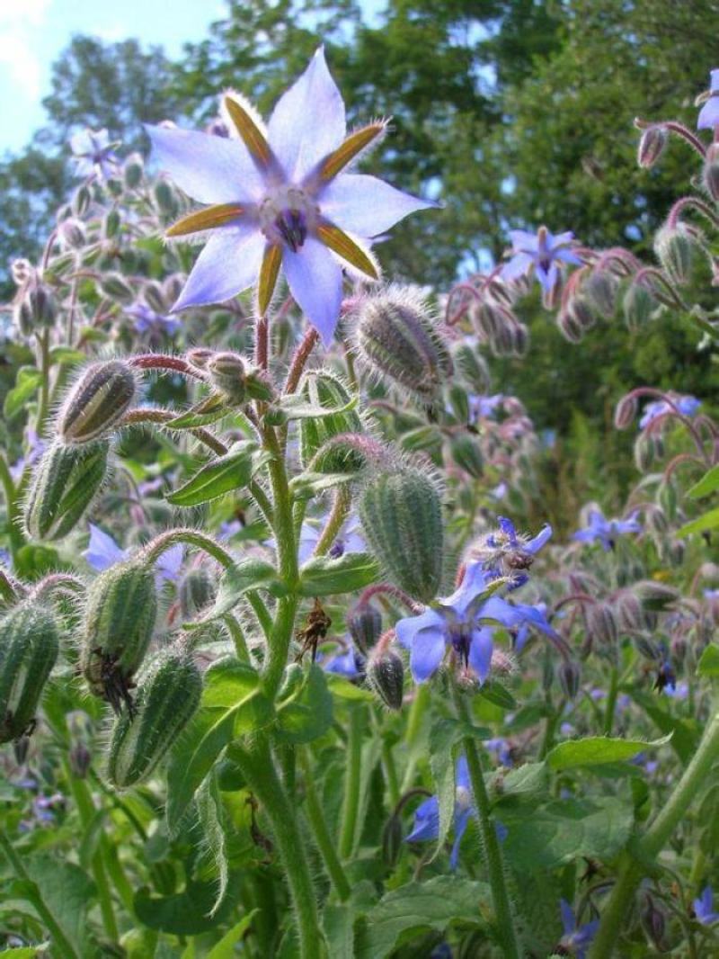 玻璃苣种子琉璃苣芳香花草室内庭院绿化香草种子四季播花种子