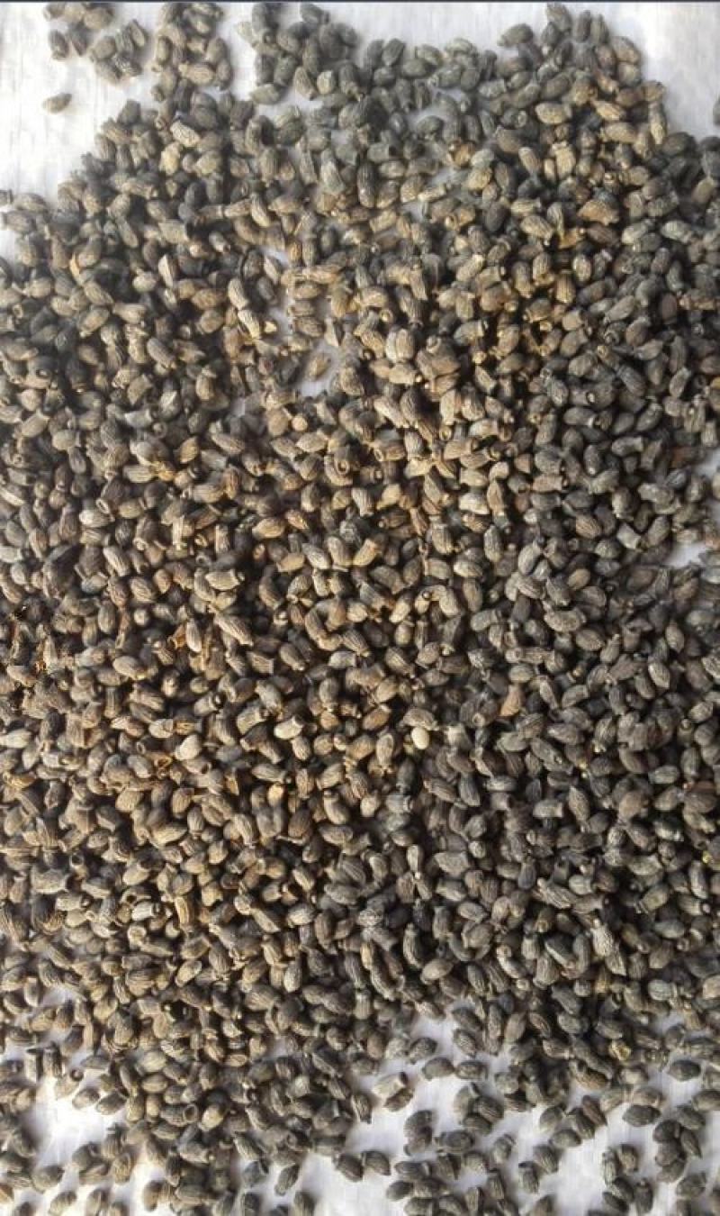 玻璃苣种子琉璃苣芳香花草室内庭院绿化香草种子四季播花种子