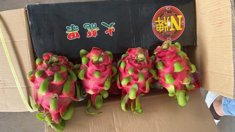 越南红心火龙果等级货电商货一手货源直供