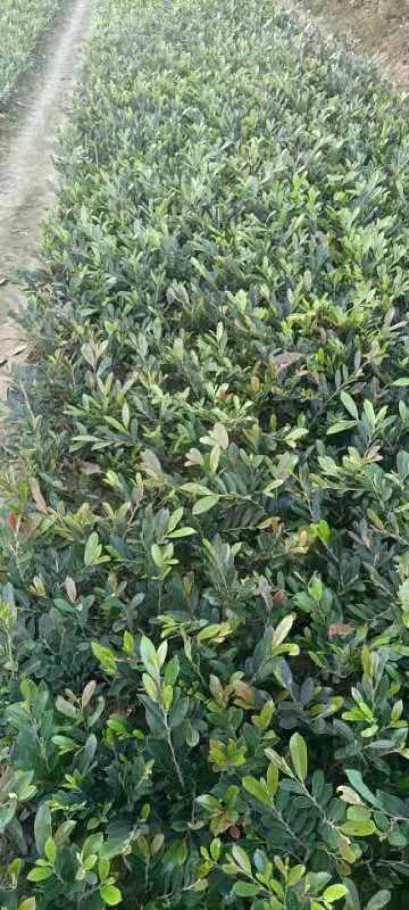 南天竹金边黄杨棣棠红叶石楠大叶黄杨金森女贞红继木中华蚊人
