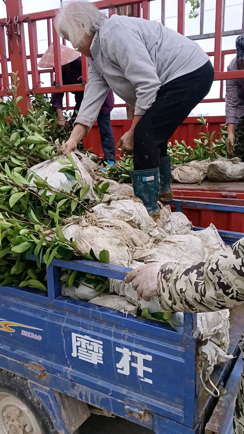 南天竹金边黄杨棣棠红叶石楠大叶黄杨金森女贞红继木中华蚊人