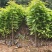 木荷荷树苗荷木小苗木荷袋苗木荷批发