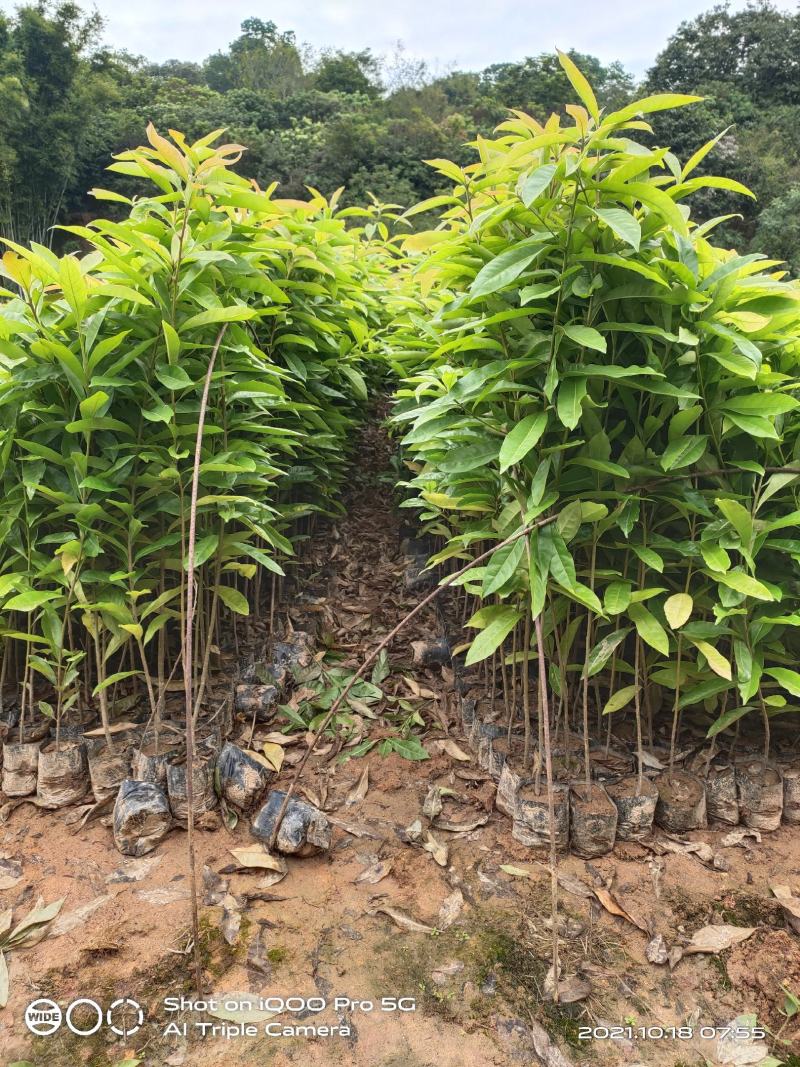木荷荷树苗荷木小苗木荷袋苗木荷批发