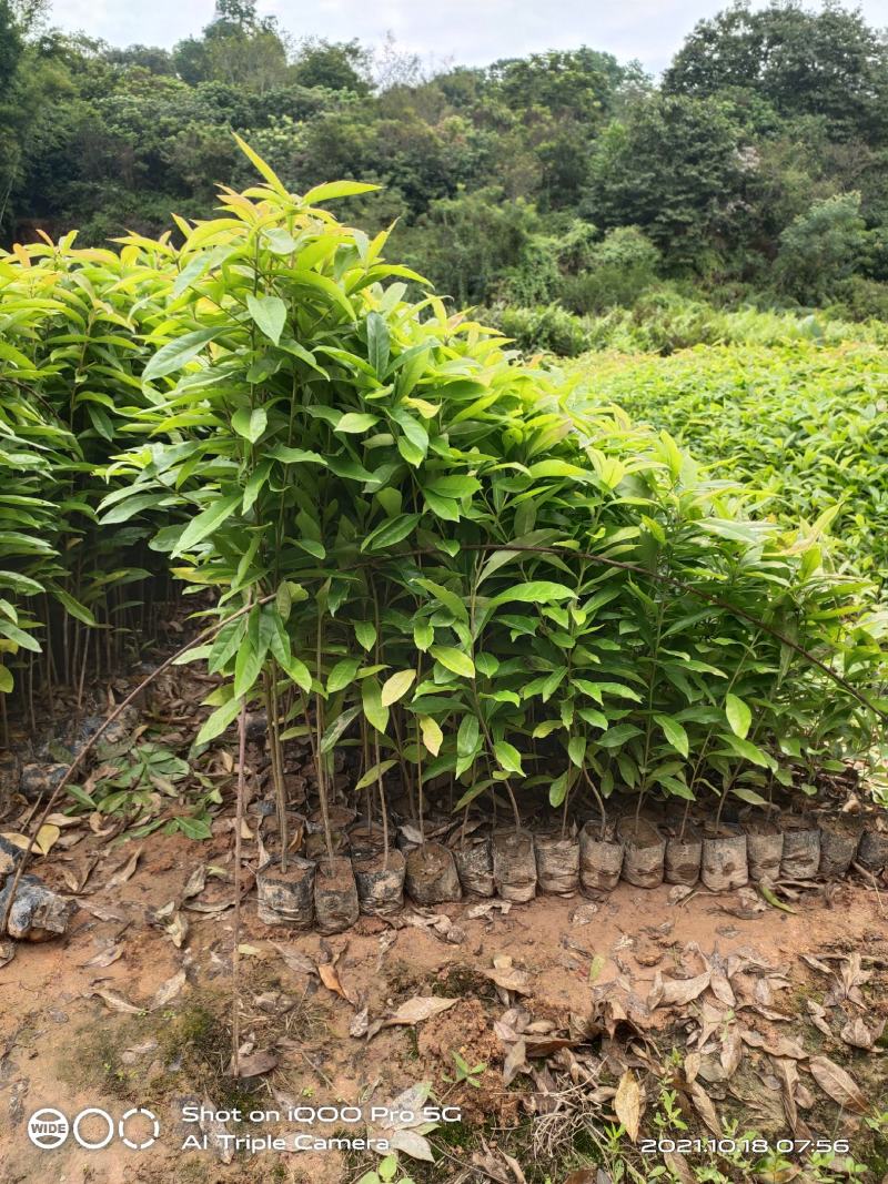 木荷荷树苗荷木小苗木荷袋苗木荷批发