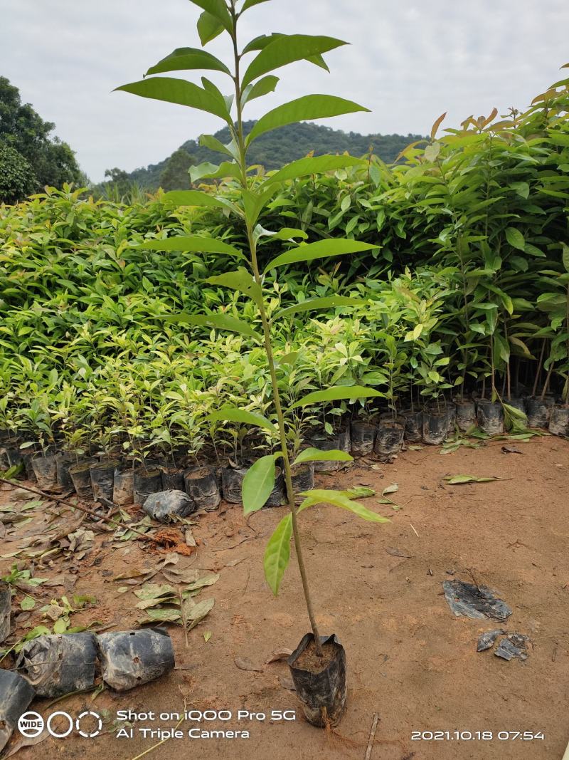 木荷荷树苗荷木小苗木荷袋苗木荷批发