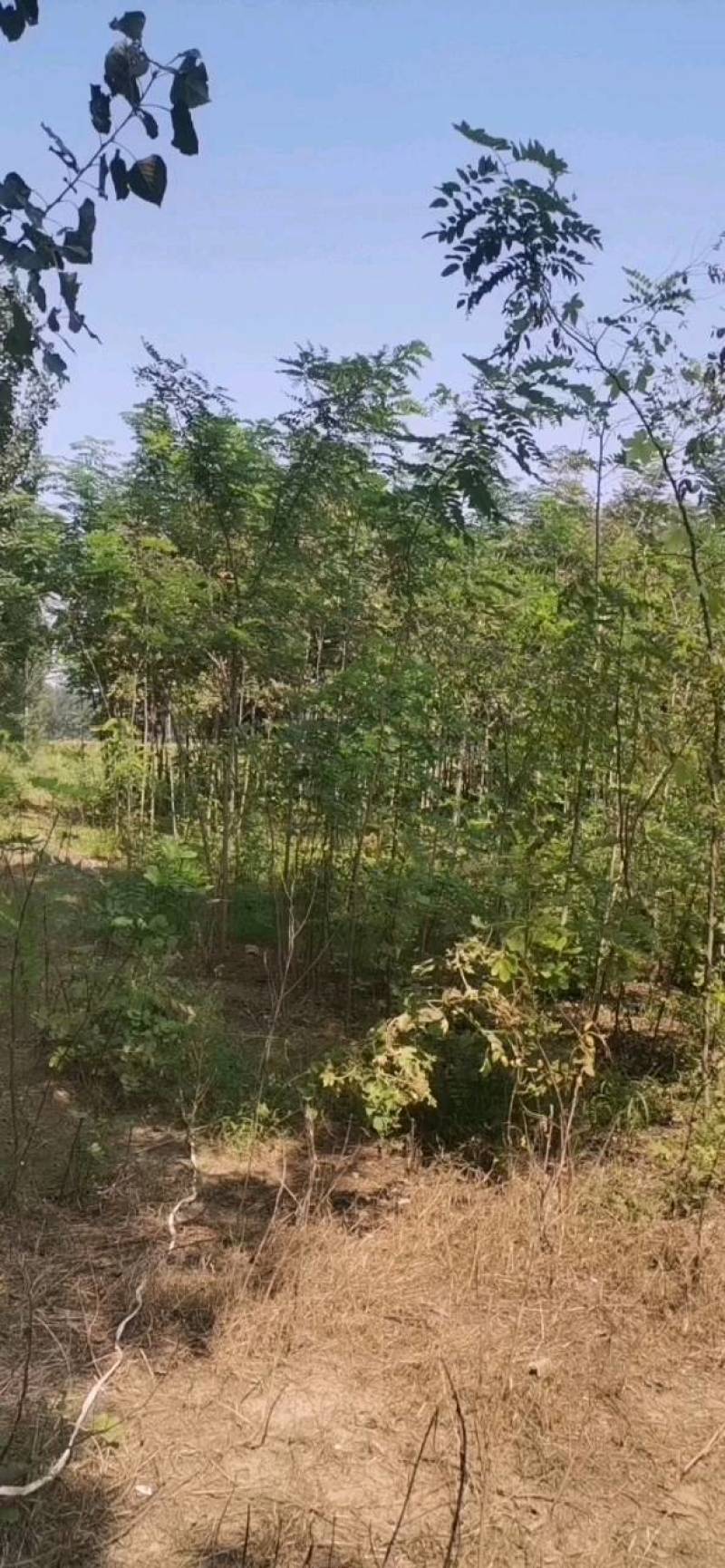 紫惠槐，刺槐常年出售欢迎合作来实地考察。