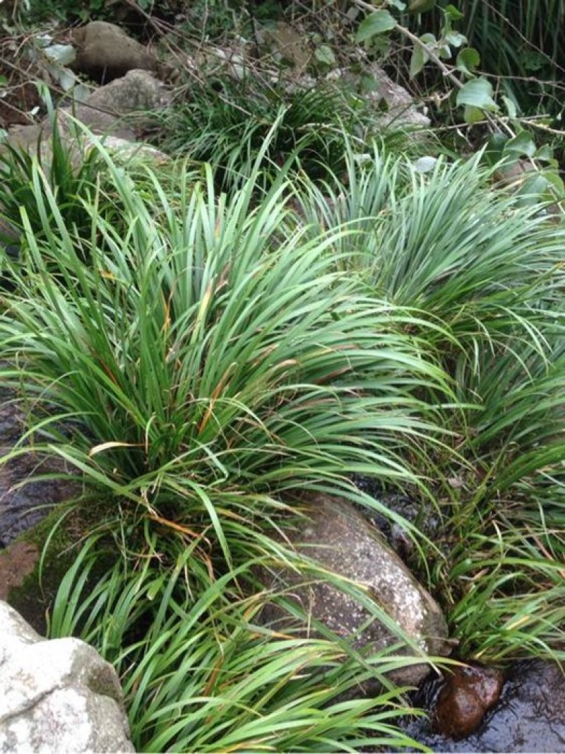 野生石菖蒲种苗，易成活